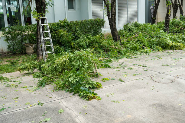 Best Tree Pruning Services  in Cottonwood Shores, TX